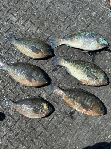 メジナの釣果