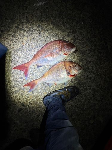 マダイの釣果