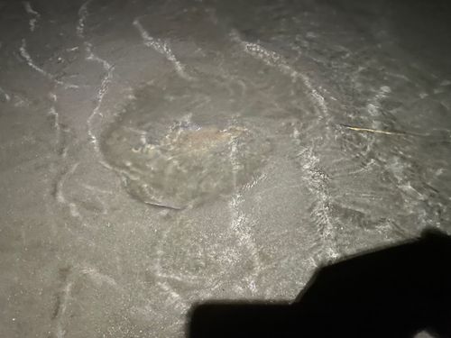 エイの釣果