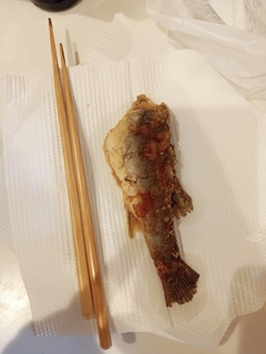 カタクチイワシの釣果