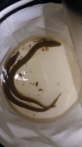 ウナギの釣果