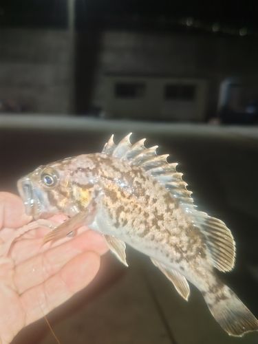 クロソイの釣果