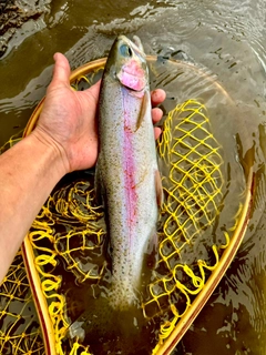 ニジマスの釣果