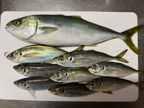 ワカシの釣果