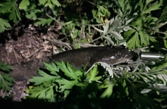 ナマズの釣果