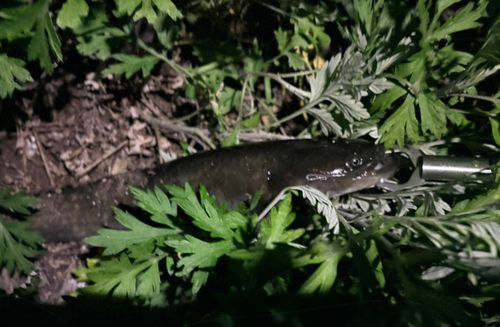 ナマズの釣果