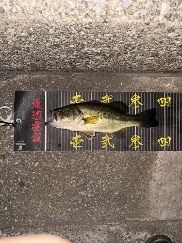 ラージマウスバスの釣果