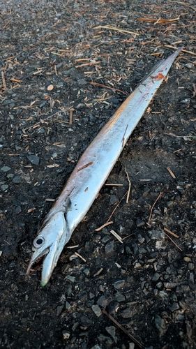 タチウオの釣果