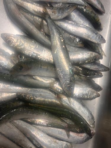 イワシの釣果