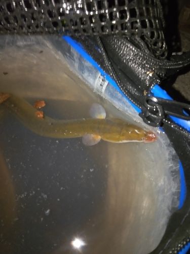 ウナギの釣果