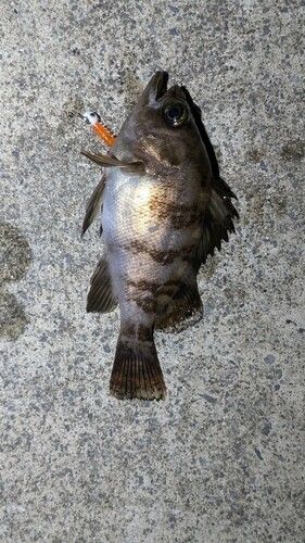 メバルの釣果