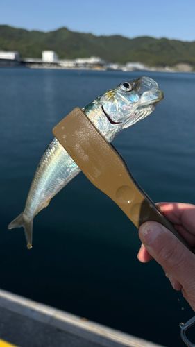 イワシの釣果