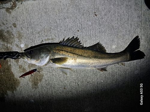 スズキの釣果