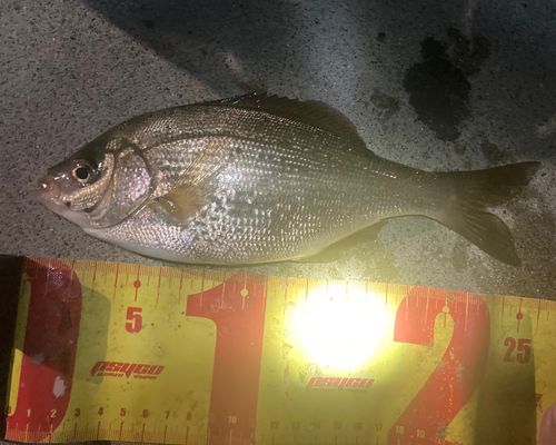 ウミタナゴの釣果