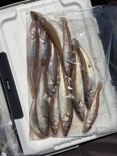 キスの釣果