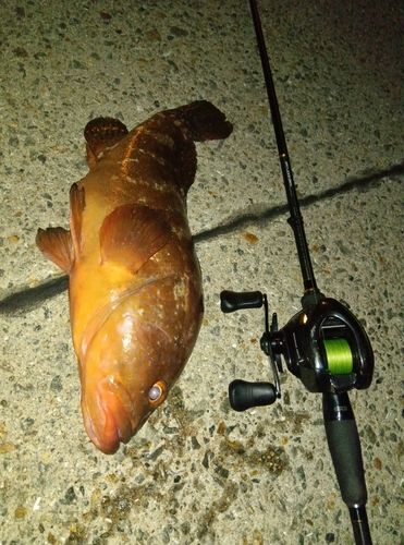 アコウの釣果