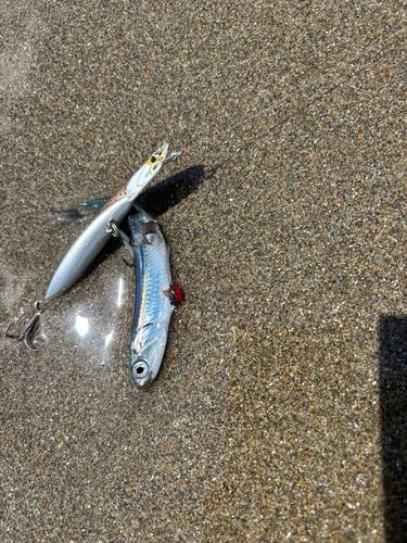 ウルメイワシの釣果