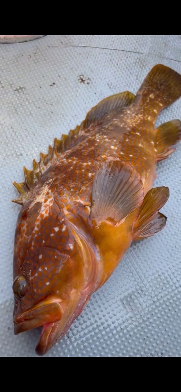 キジハタの釣果写真