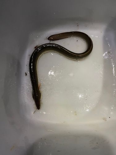 ウナギの釣果