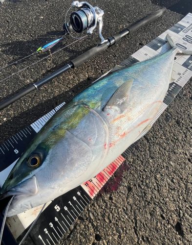 ワラサの釣果