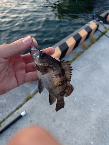 シロメバルの釣果