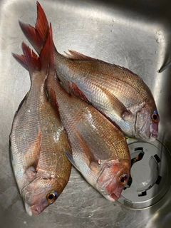 マダイの釣果