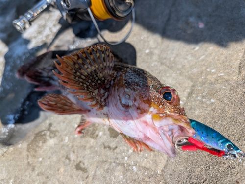 カサゴの釣果