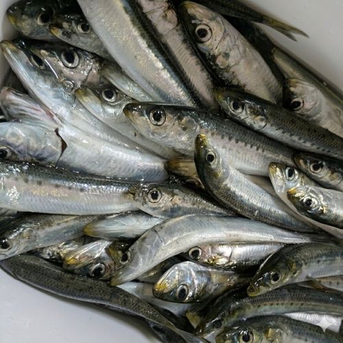 マイワシの釣果