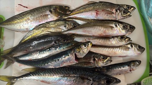 アジの釣果