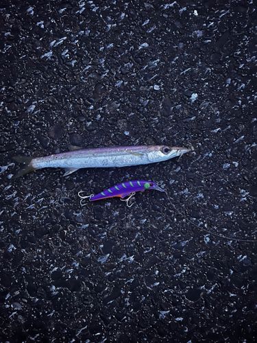 アカカマスの釣果