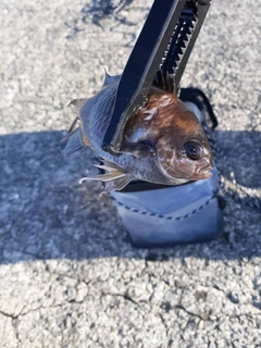 スズメダイの釣果