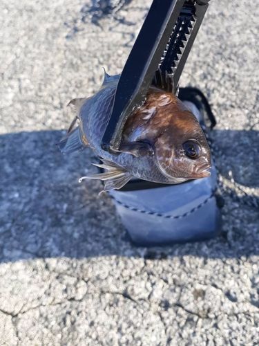 スズメダイの釣果