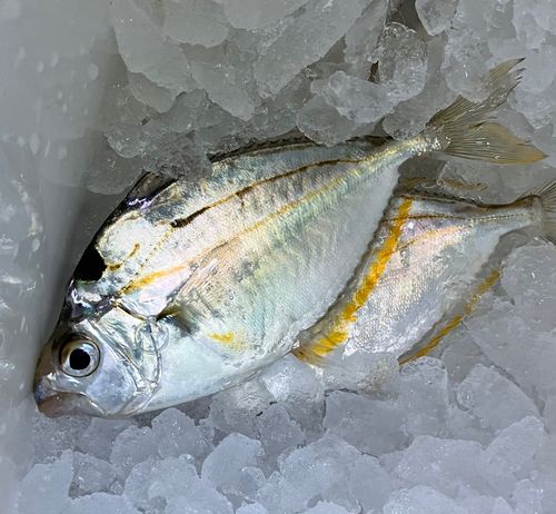ヒイラギの釣果