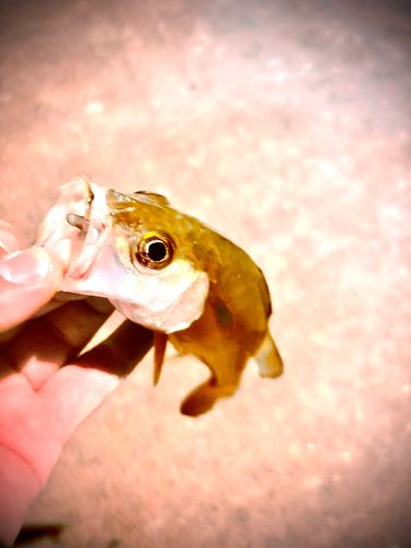 スズキの釣果
