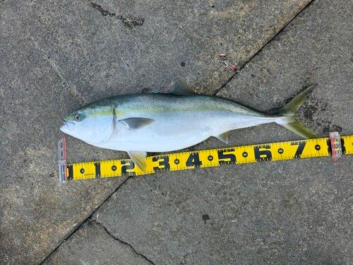 ワラサの釣果