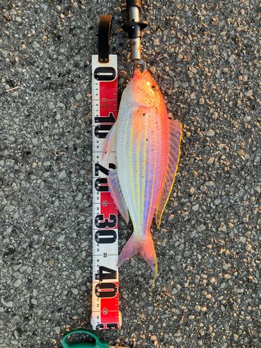 イトヨリダイの釣果