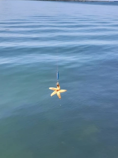 釣果
