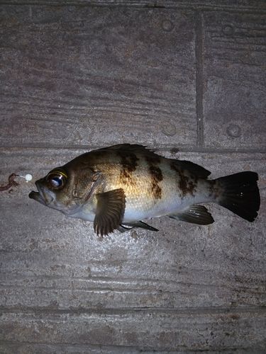 メバルの釣果