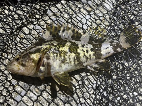 タケノコメバルの釣果