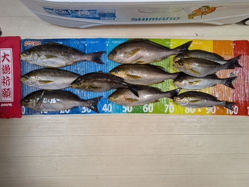 イサキの釣果