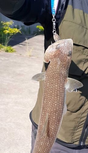 エソの釣果