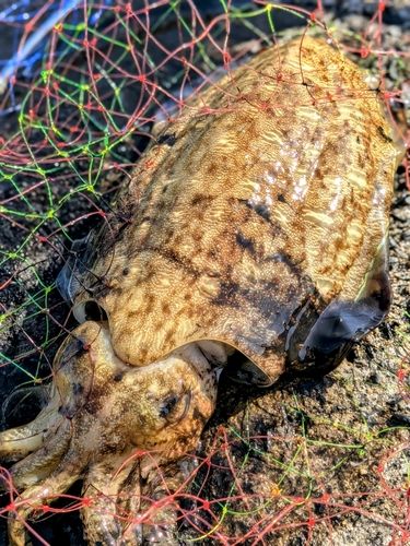 カミナリイカの釣果