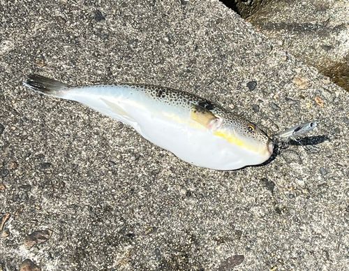 ショウサイフグの釣果