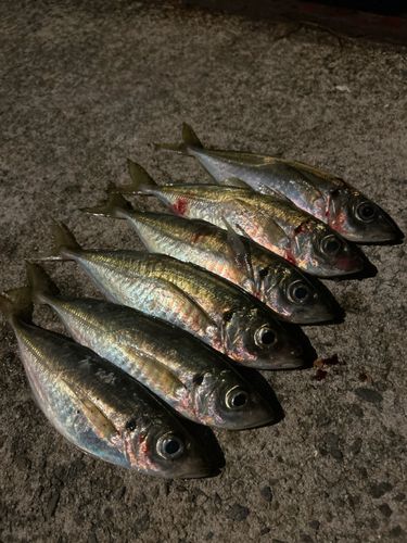 アジの釣果