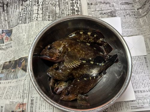 カサゴの釣果