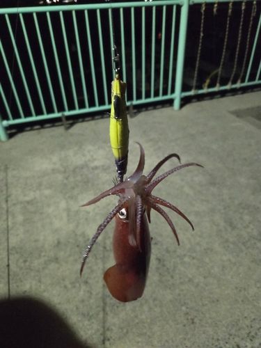 ケンサキイカの釣果