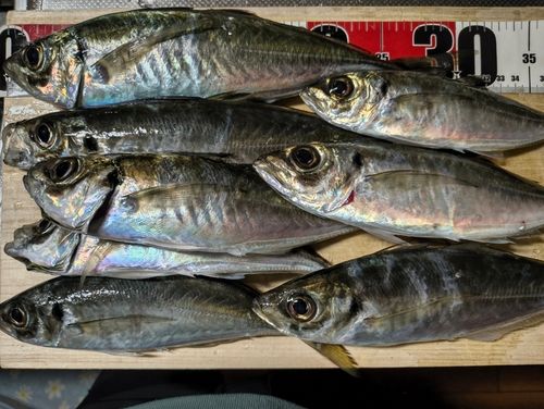 アジの釣果