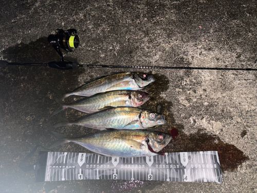 アジの釣果