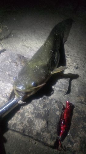 ニホンナマズの釣果