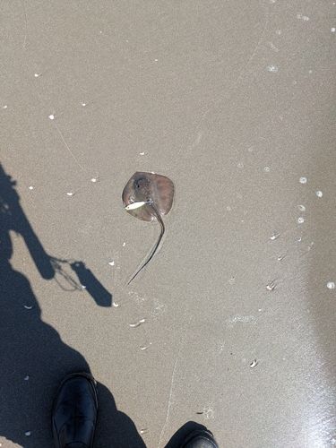 エイの釣果